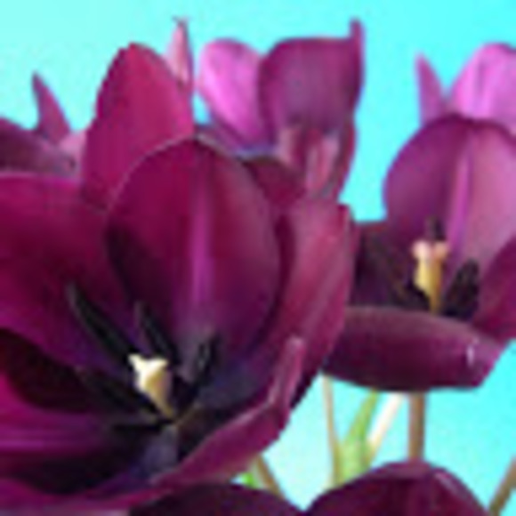 Meet your Posher, Adele - Picture 1 of 1